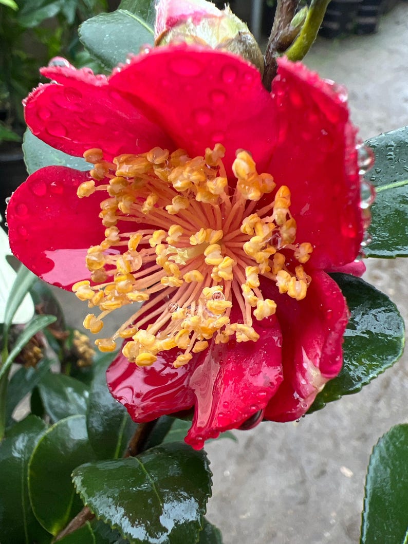 Yuletide Camellia Live Plant 6" Pot Red Blooms Yellow Stamens Camellia japonica