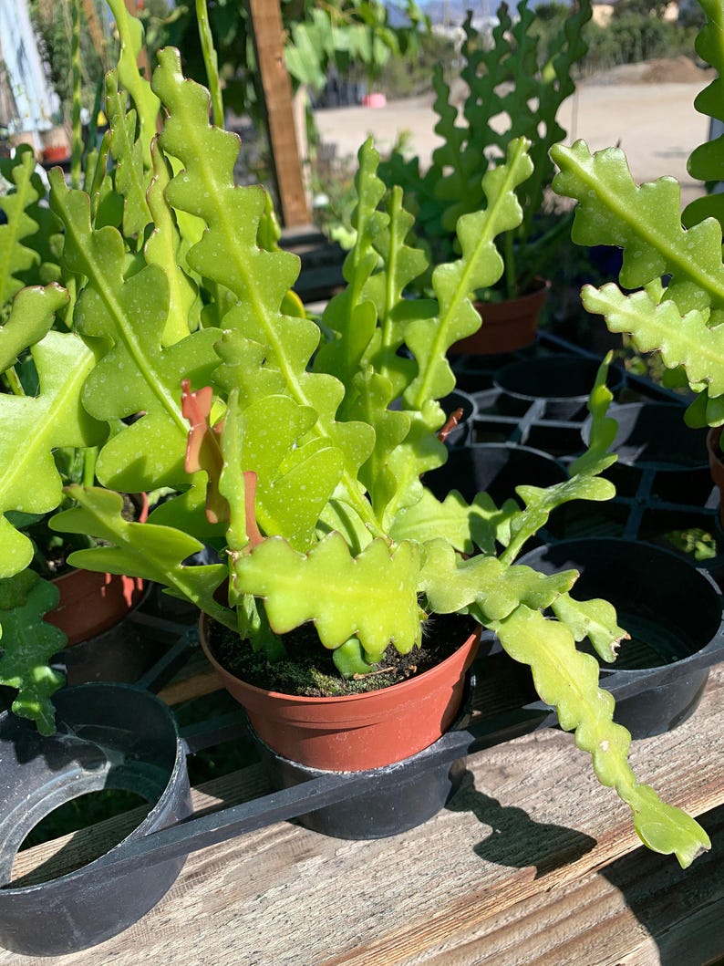Zig Zag Cactus Plant 3” Pot - Epiphyllum anguliger - Indoor Easy Care Houseplant for Unique Decor