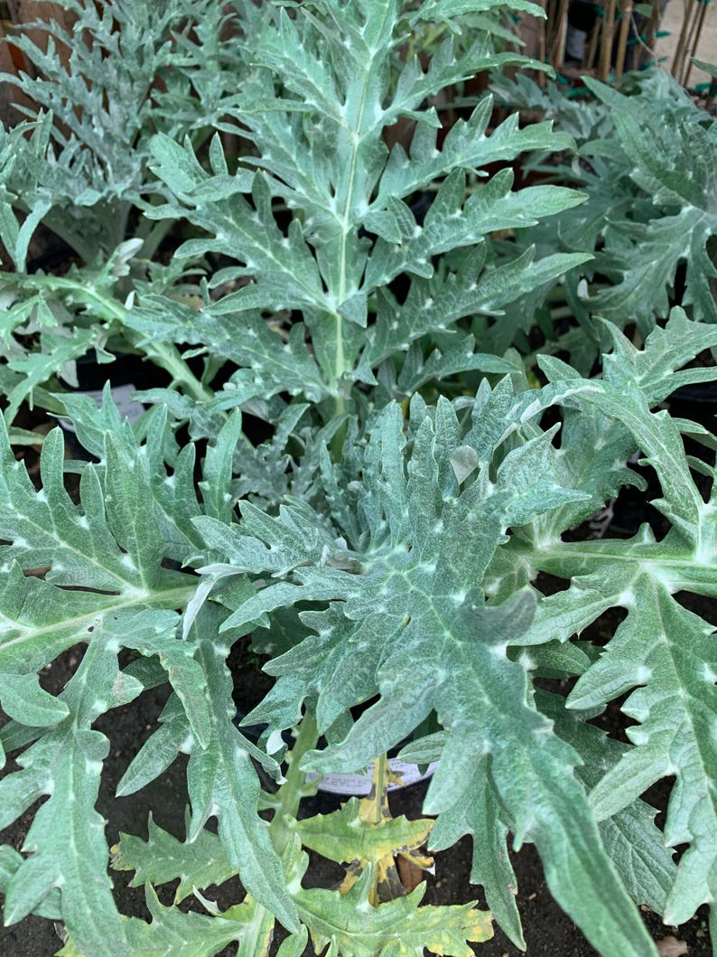 Greenglobe Artichoke Live Plant 6" Pot - Edible Vegetable, Organic Gardening, Cynara scolymus