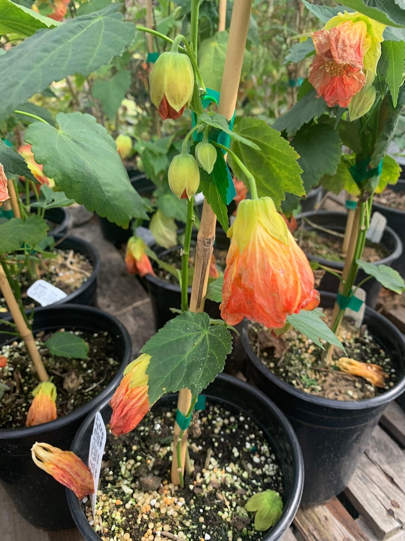 Abutilon 'Victor Reitor' Flowering Maple Plant - 1 Gallon Pot - Indoor/Outdoor Garden - Abutilon hybrid