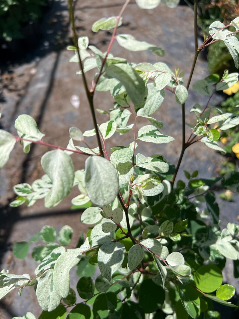 Snow Bush Plant 1 Gallon Pot White Variegated Foliage Breynia disticha - Low Maintenance Garden Addition