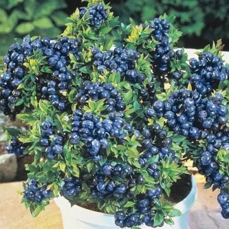 Blueberry Plant 6" Pot Top Hat Variety Vaccinium corymbosum Compact Edible Garden Container Plant