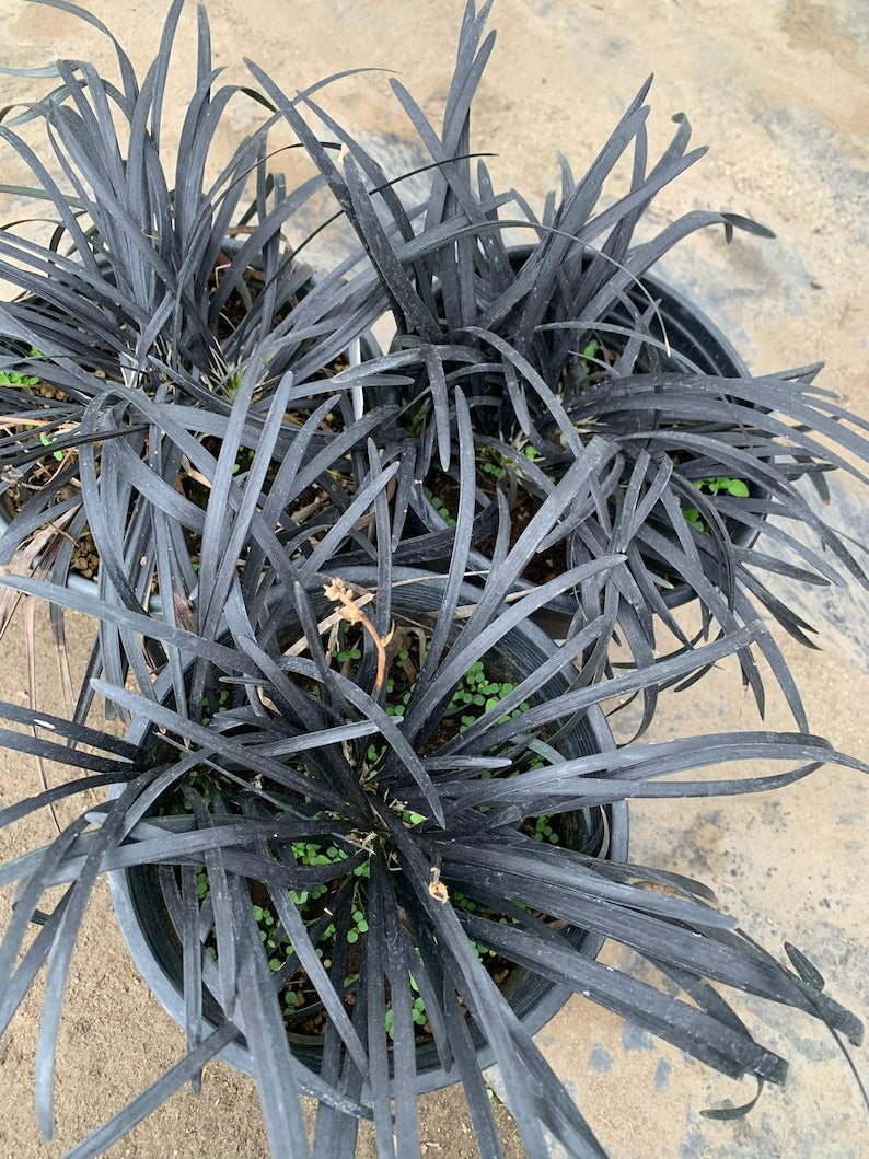 Black Mondo Grass Plant 6" Pot Ophiopogon japonicus Hardy Ground Cover Ornamental Foliage Low Maintenance