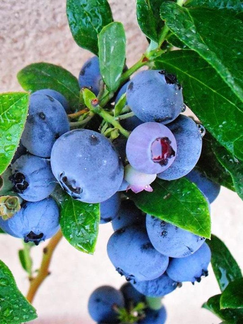 Emerald Blueberry Plant - 6" Pot - Early Ripening Berries - Vaccinium corymbosum 'Emerald' - Compact Growth for Gardens