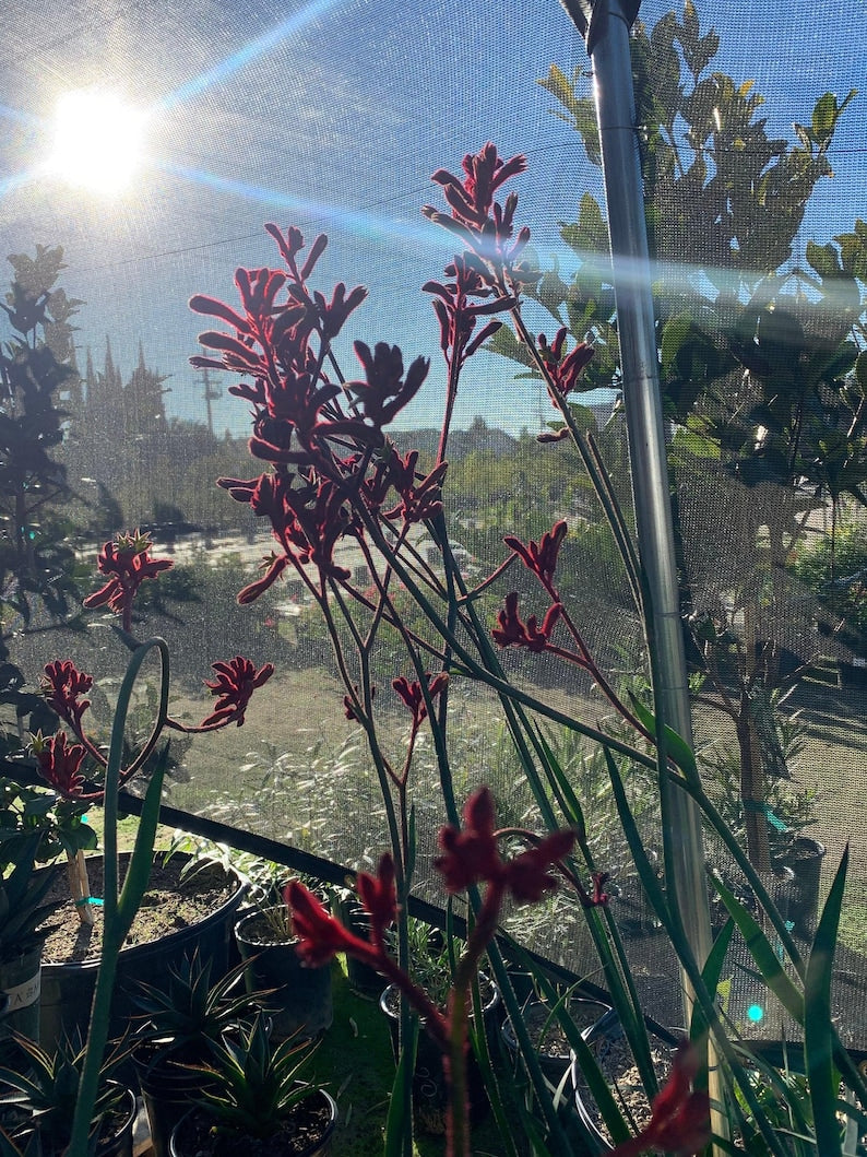 Kangaroo Paw Plant 6" Pot Red Flowers Anigozanthos 'Ruby Velvet' Evergreen Foliage Spring Summer Bloom