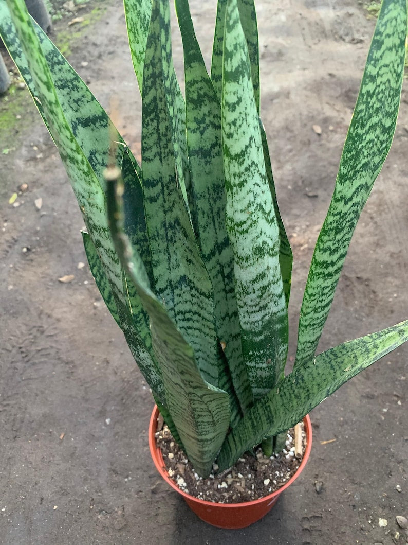 Live Snake Plant in 6" Pot - Sansevieria trifasciata - Indoor Air Purifier - Mother-in-Law's Tongue - Low Maintenance Plant