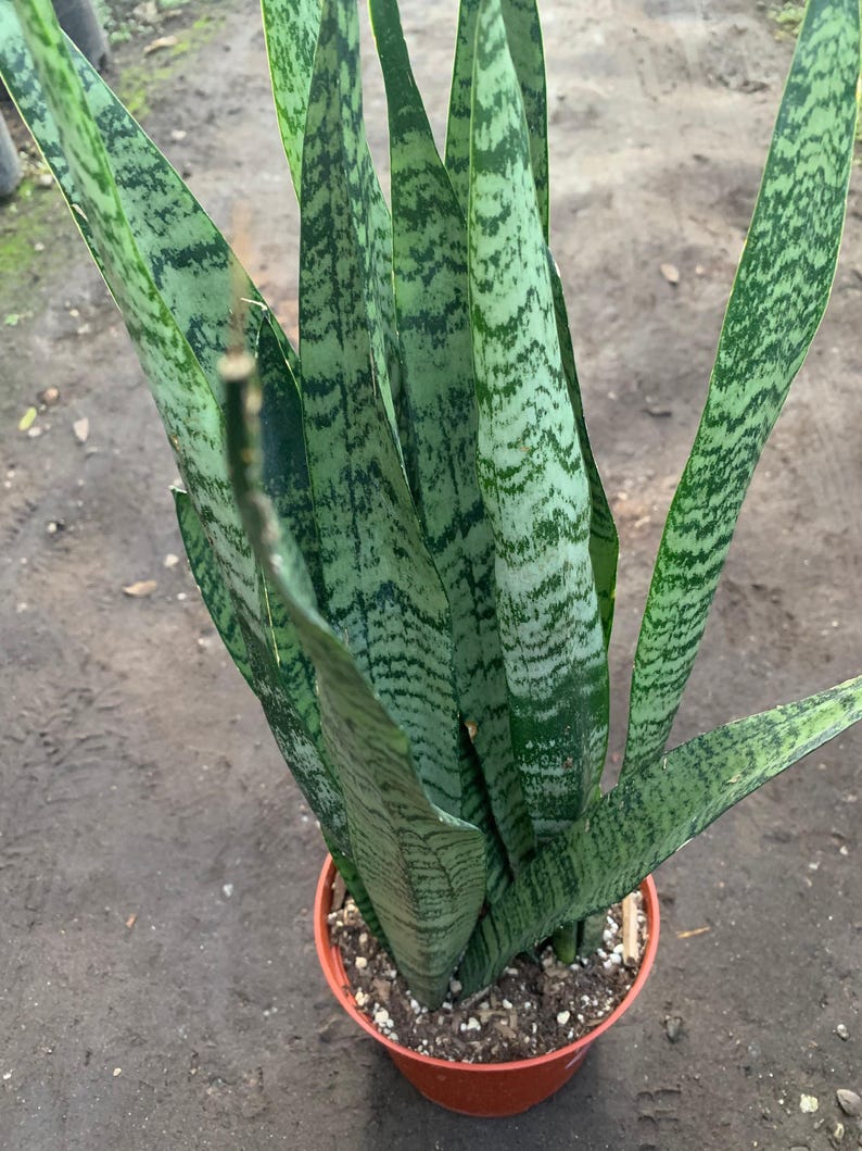 Live Snake Plant - 1 Foot in 6" Pot or 2 Feet in 1 Gallon Pot - Sansevieria Trifasciata - Indoor Houseplant, Air-Purifying