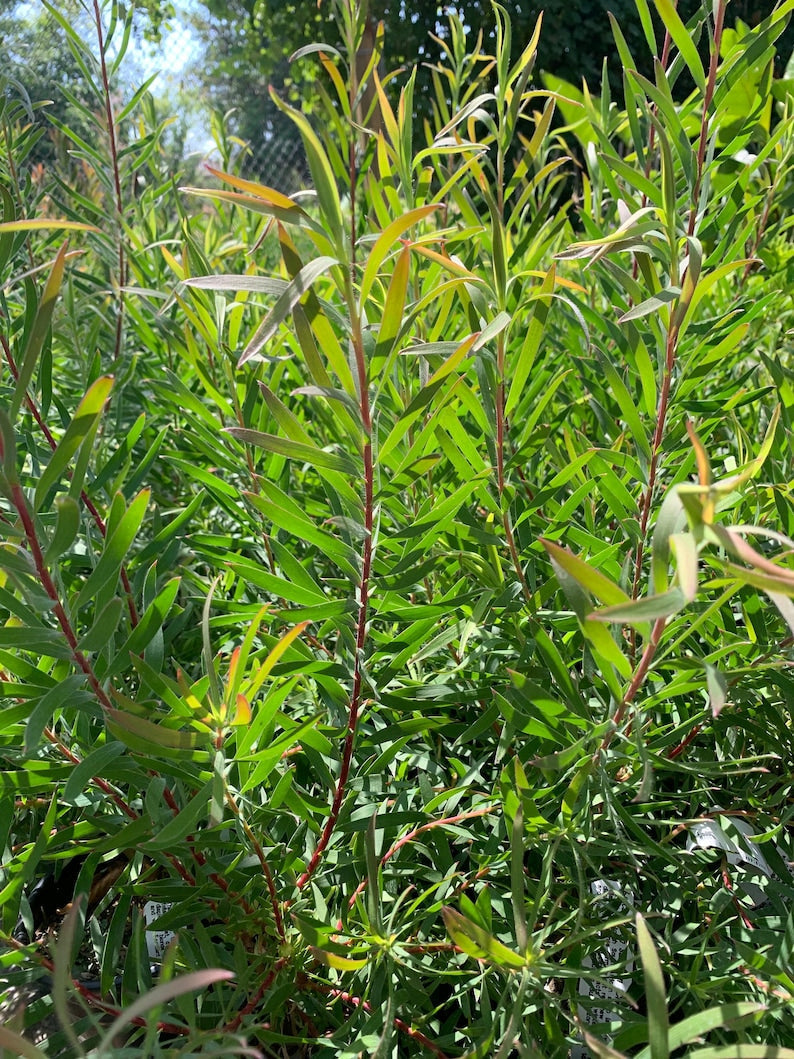 Leucadendron Live Plant 6" Pot, Chief Variety, Bright Red Growth, South African Shrub, Leucadendron salignum