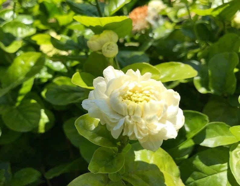 Grand Duke Jasmine Live Plant 1 Gallon Pot - Fragrant Flowering Jasmine sambac - Indoor/Outdoor Shrub