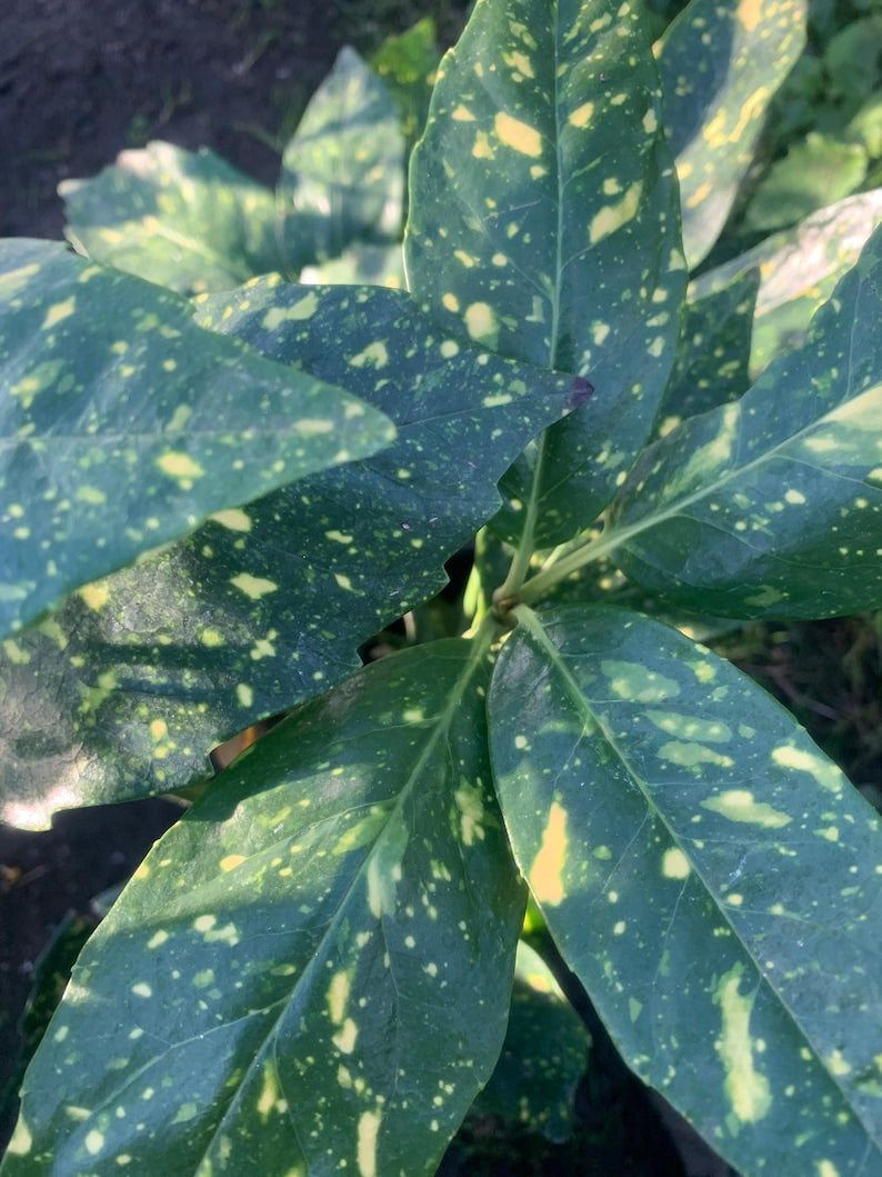 Gold Dust Plant 1-2 Feet Aucuba japonica 'Variegata' in 6-Inch Pot - Glossy Green Leaves with Yellow Splashes