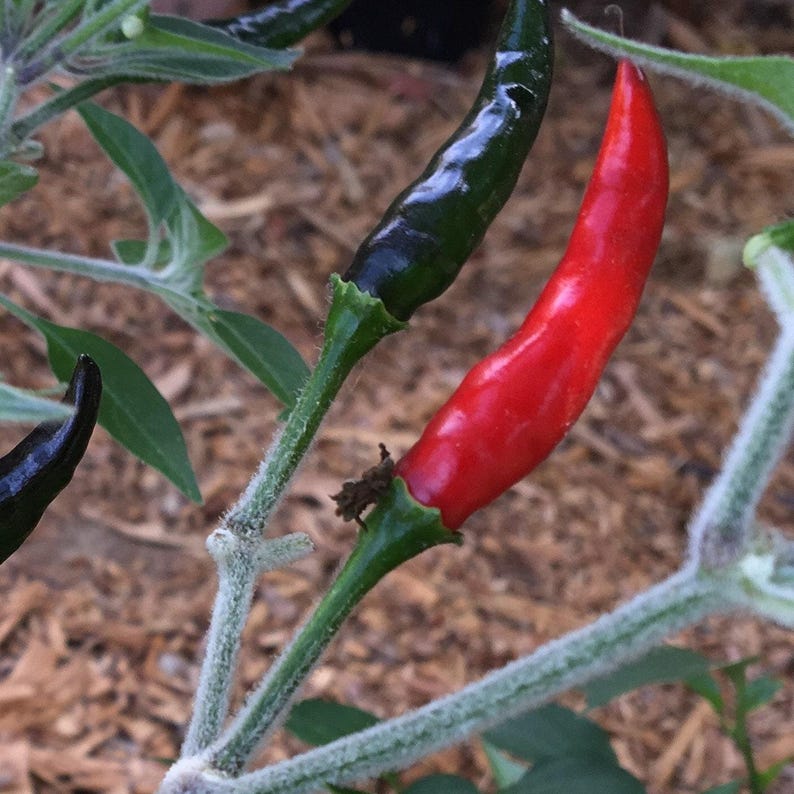 Black Cobra Pepper Plant 6" Pot - Capsicum annuum - Spicy Chili Pepper for Gardening and Culinary Use