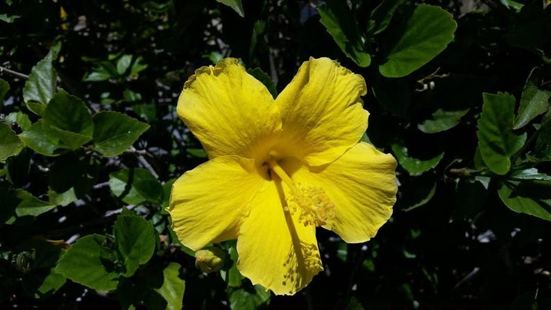 Yellow Hibiscus Live Plant 1’ Tall in 6" Pot - Hibiscus rosa-sinensis - Vibrant Tropical Flower for Garden & Patio