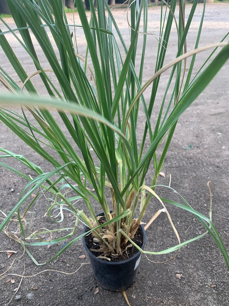 Pampas Grass 6" Pot - Cortaderia Selloana - Ornamental Grass for Garden - Drought-Tolerant, Low-Maintenance Plant