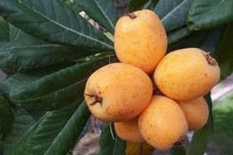Big Jim Loquat Seedling Tree - 1 ft Live Plant in 6" Pot - Eriobotrya japonica - Sweet Orange Fruit Producer