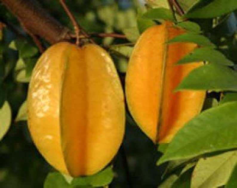 Carambola Plant 3 Gallon Pot Sweet Citrus Fruit Tree Averrhoa carambola 2 to 3 Feet Tall Tropical Garden Essential