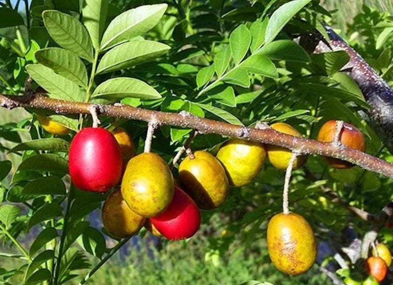 Hog Plum Plant 3 Gallon Pot Edible Fruit Spondias Purpurea Tropical Tree 2-3 Feet Tall