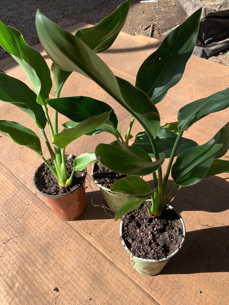 Bird of Paradise Plant 6" Cup Live Strelitzia regina Indoor Tropical Houseplant 5-8" Tall, Easy Care Decorative Foliage
