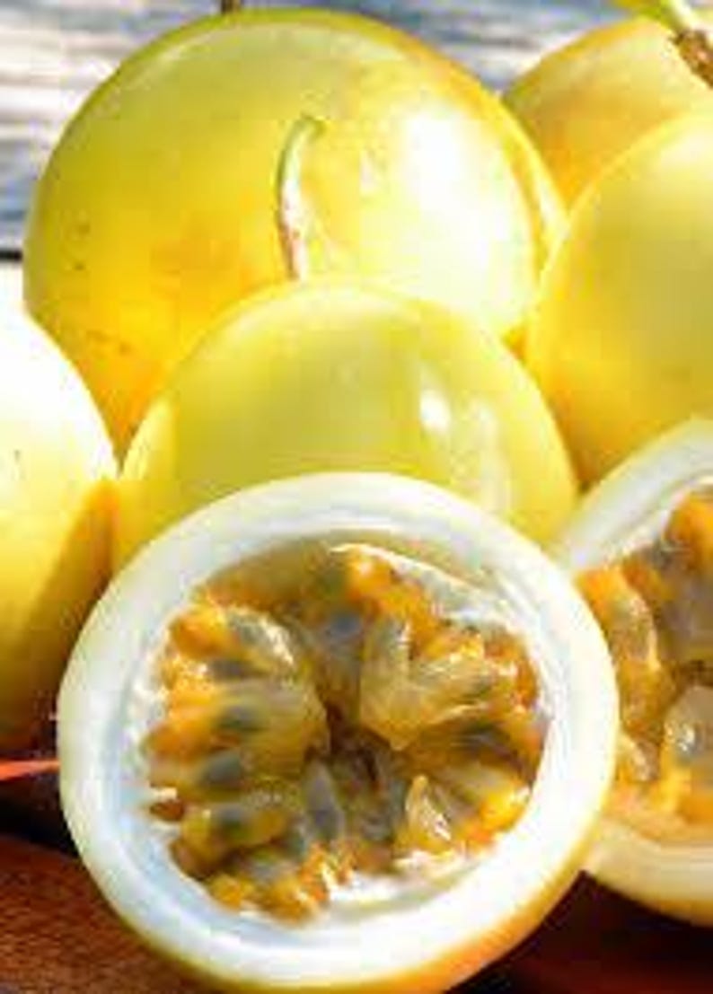 Yellow Passion Fruit Plant - 6" Pot - Self-Pollinating Vining Variety with Frilly Flowers - Passiflora Edulis