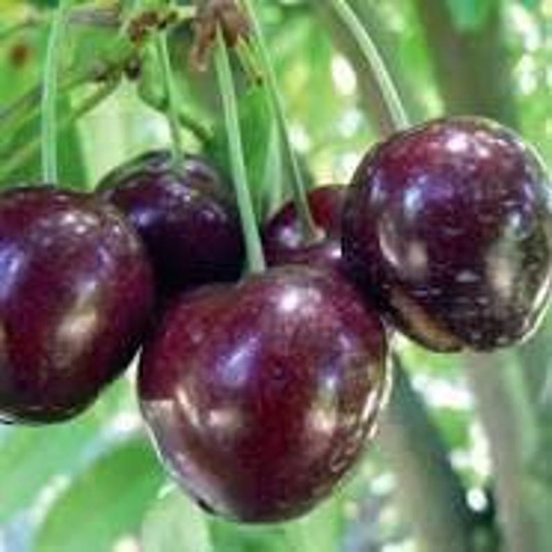 Cherry Tree Plant - 2-3 Feet - Stella Variety - Self-Fertile Sweet Cherry - Prunus avium 'Stella' - Perfect for Small Gardens