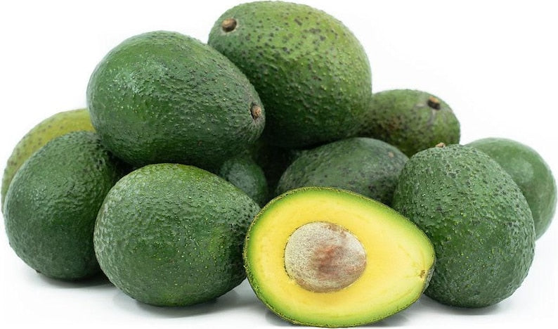 Gwen Avocado Tree - 1ft Grafted Plant - Persea americana - Compact & Drought-Tolerant - Ideal for Containers