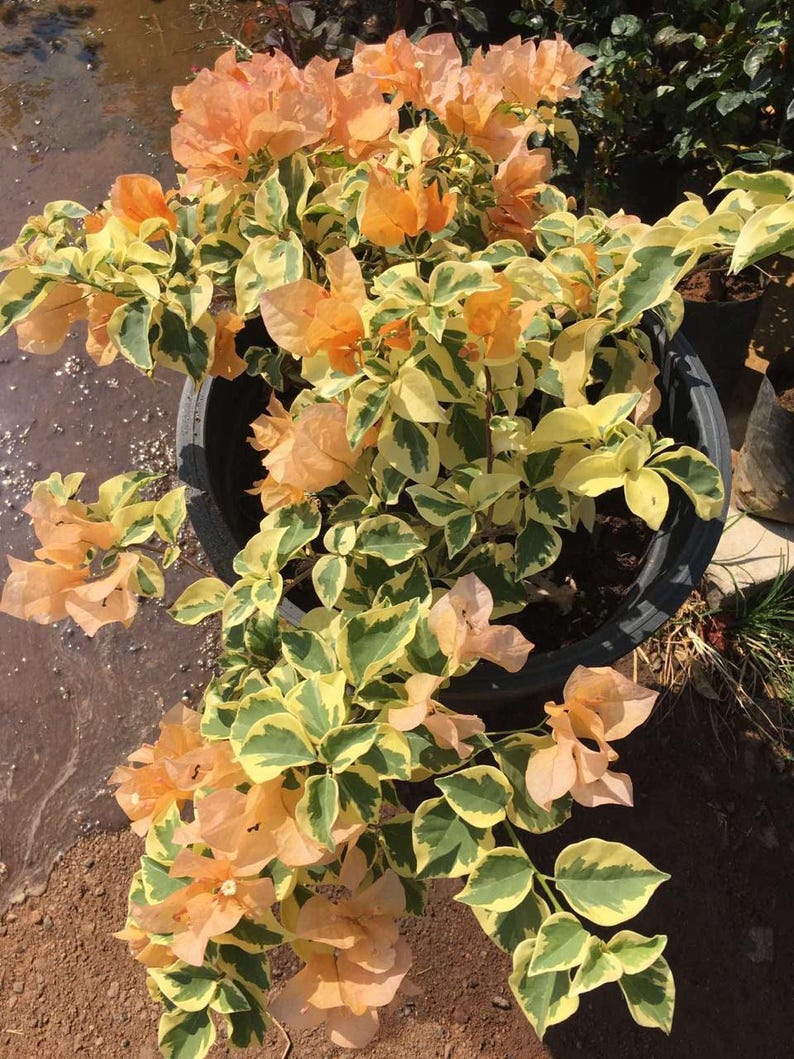 Orange Ice Bougainvillea Plant - 6" Pot - Vibrant Orange Bracts - Bougainvillea glabra - Low Maintenance Groundcover