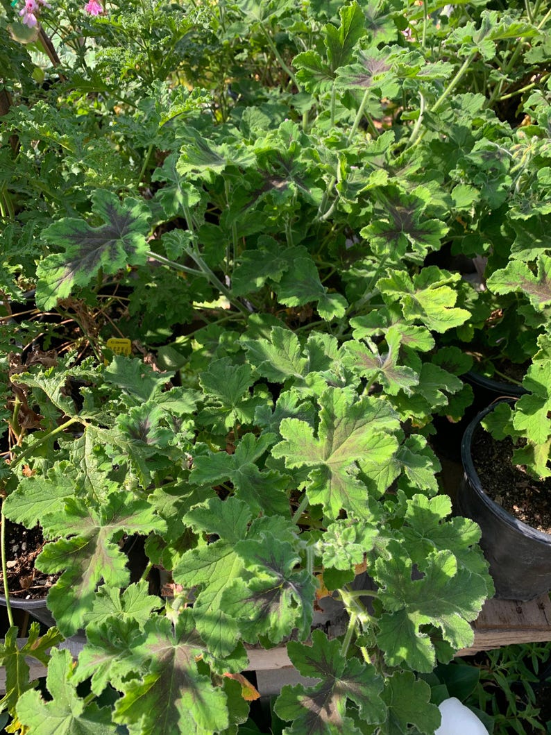 Chocolate Mint Geranium Plant - 1 Gallon Pot - Fragrant Brown Blotched Foliage - Pelargonium 'Chocolate Mint'