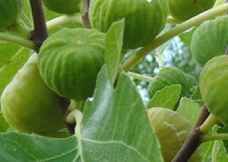 Lattarula Honey Fig Tree - 3-Gallon Pot - Sweet Figs - Ficus carica 'Lattarula' - Hardy, Easy to Grow, Container Friendly
