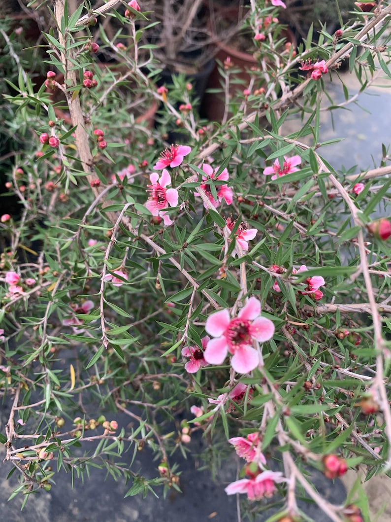 Leptospermum 'Helene Strybing' Pink Flowering Plant in 1 Gallon Pot | Australian Tea Tree | Leptospermum scoparium