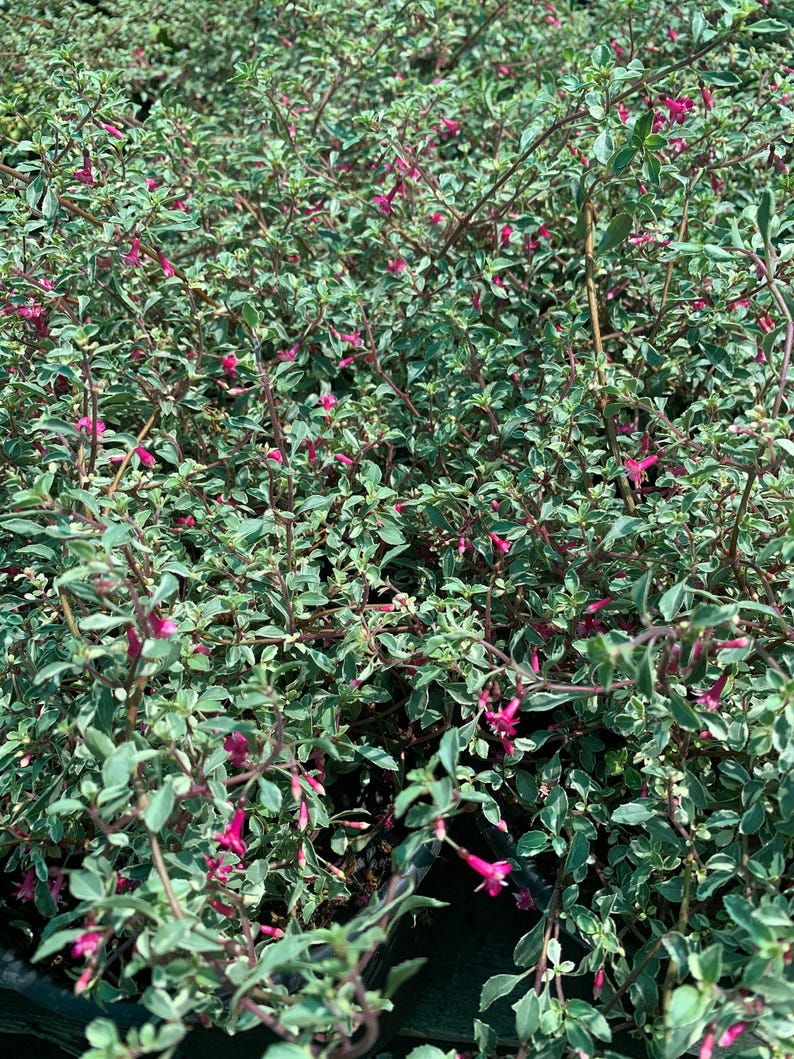 Fuchsia Plant in 6” Pot - Variegated Fuchsia thymifolia - Summer to Fall Bloomer, Live Plant for Partial Shade