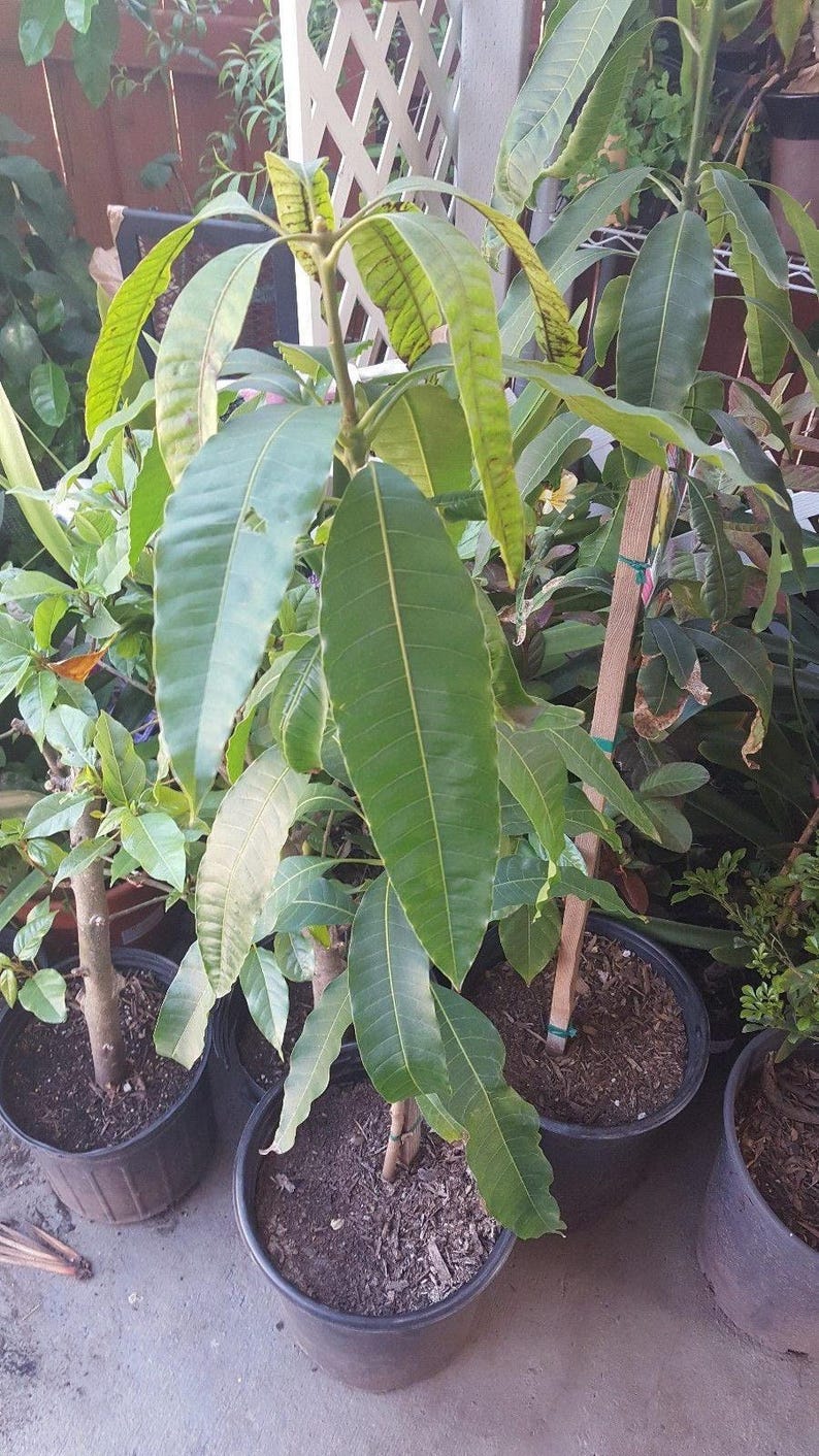 Manila Mango Tree Live Plant 2-3 Feet in 6" Pot - Mangifera indica - Early Season Mango for Warm Climates