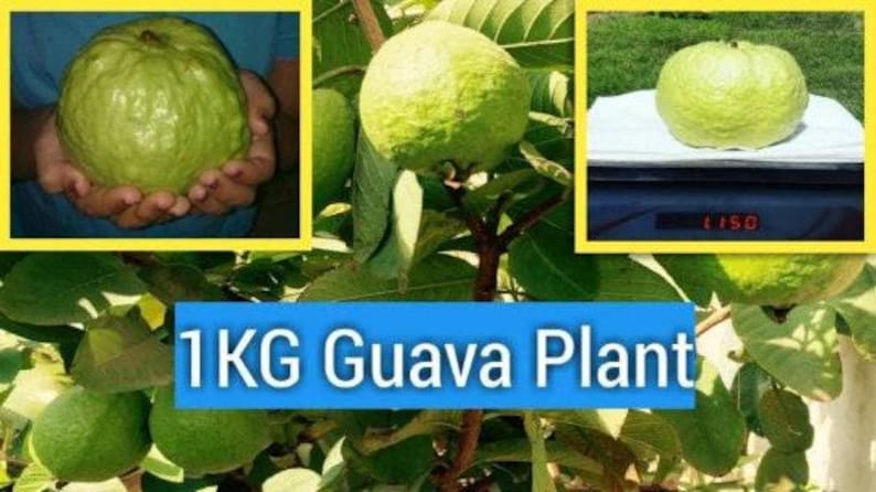 Kilo Guava Tree 2 Feet Airlayered Psidium guajava in 1 Gal Pot - Tropical Fruit Plant for Garden or Indoor Use