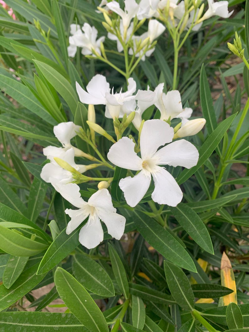 White Nerium Oleander Live Plant 6" Pot - Hardy Flowering Shrub, Full Sun, Nerium oleander