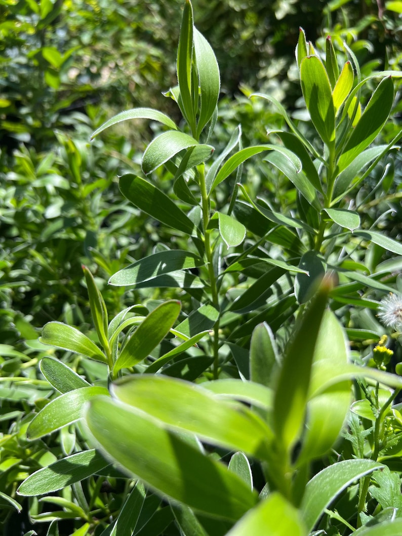 Leucadendron Live Plant - 1ft in 6” Pot - Bright Yellow Winter Foliage - Leucadendron 'Safari Gold-Strike'