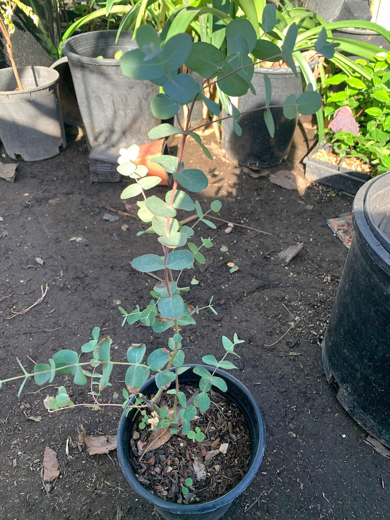Eucalyptus Silver Drop Plant - 6" Pot - Eucalyptus cinerea - Indoor/Outdoor Decor - Aromatic Silver-Blue Leaves