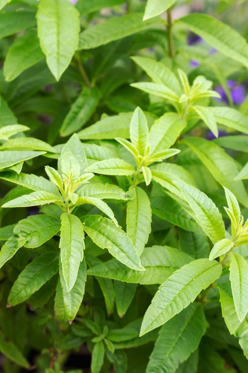 Lemon Verbena Plant in 6" Pot - Aloysia triphylla - Aromatic Culinary Herb for Indoor & Outdoor Use, Fragrant Leaves