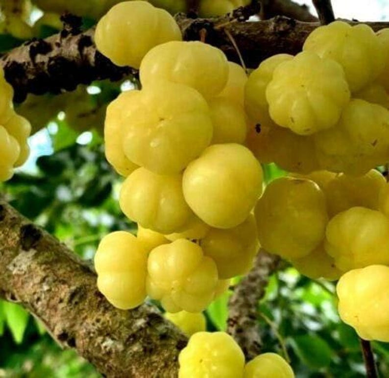 Tropical Gooseberry Plant 6" Pot Chùm Ru?t Edible Fruit Physalis angulata Perfect for Indoor or Outdoor Gardens