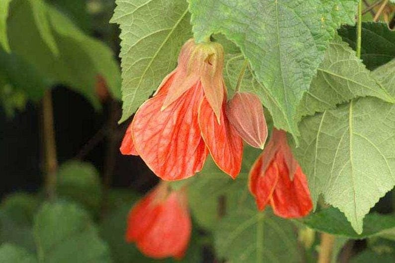 Abutilon Plant 'Christina' 6” Pot - Flowering Maple, Bright Orange Blooms - Abutilon hybrid for Indoor/Outdoor Gardening