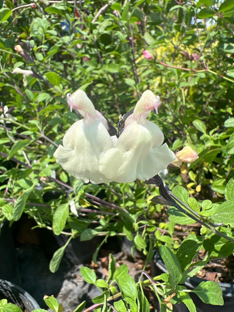 Glimmer Salvia Plant 6” Pot Cream Color Salvia microphylla x greggii Live Plant - Attractive Pollinator-Friendly Perennial