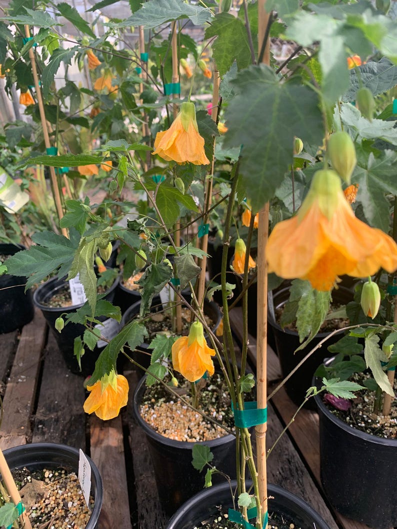 Abutilon ‘Frieda’ Plant - 1 Gallon Pot - Flowering Tropical Plant for Indoors/Outdoors - Abutilon hybridum