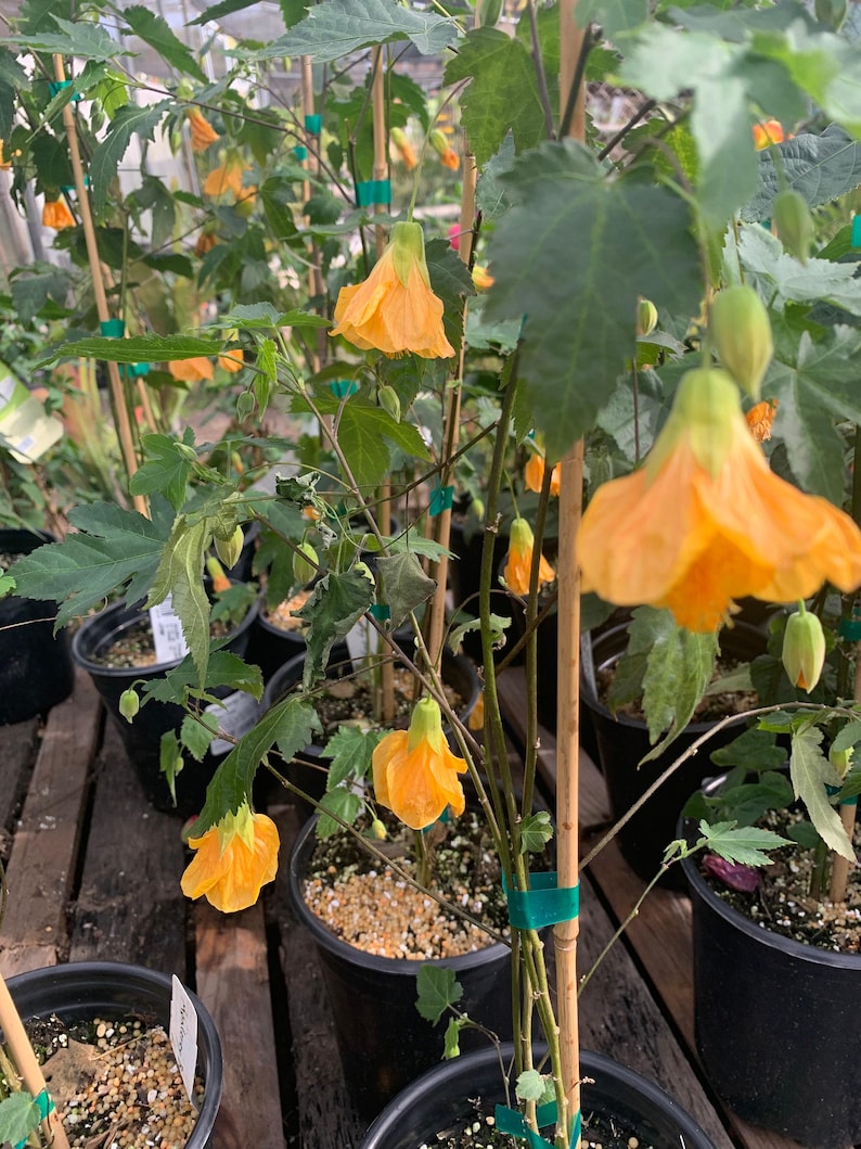 Abutilon 'Frieda' Plant in 1 Gallon Pot | Flowering Maple | Indoor/Outdoor Decorative Plant | Abutilon hybridum
