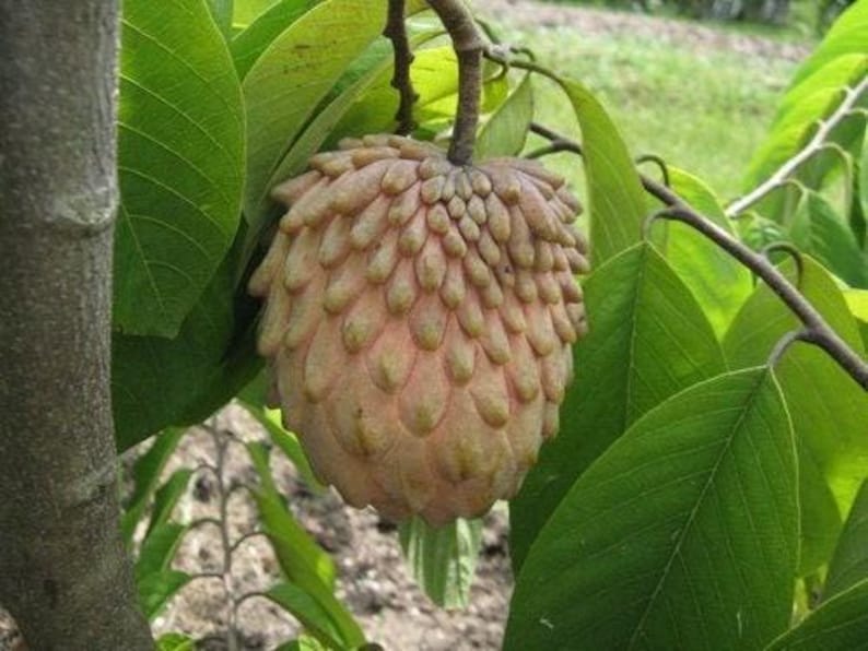 Grafted Lisa Atemoya Tree - 3 Gal Pot - Live Fruit Plant - Annona squamosa x Annona cherimola - Tropical Fruit Garden