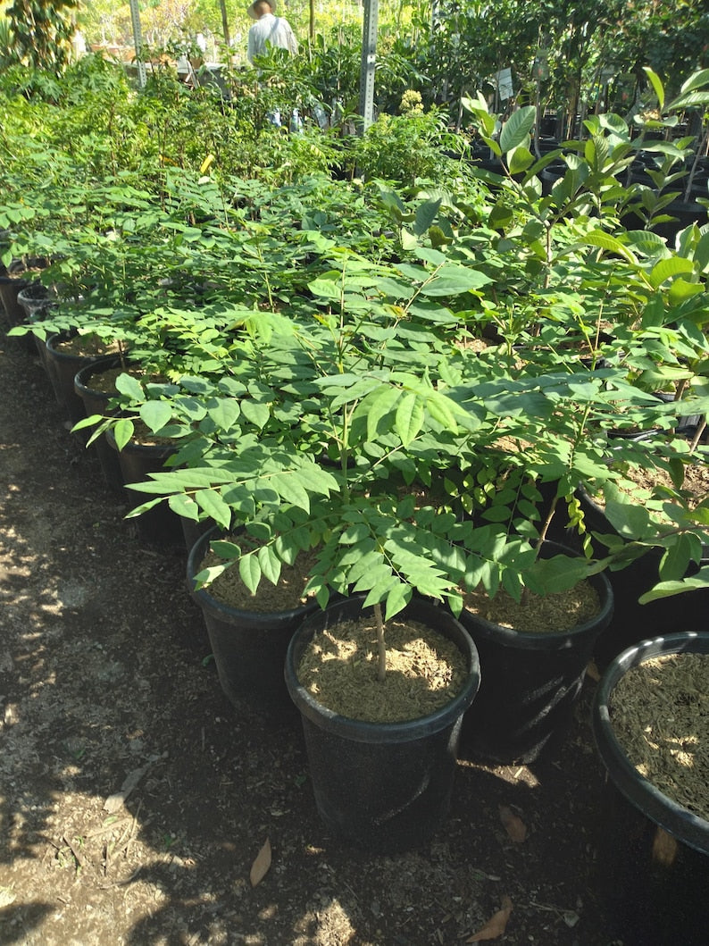 Tropical Gooseberry Plant, 3gal Pot, Amla Berry (Chùm Ru?t), Emblica Officinalis, Bigger Trunk, Ideal for Gardens
