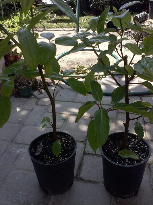 Ficus Racemosa Plant - 1 Foot Tall Cluster Fig Tree - Cây Sung - Shipped in 1 Gallon Pot