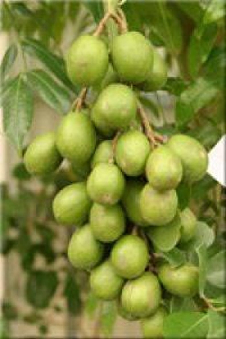 June Plum Tree - 3 Gallon Pot - Dwarf Ambarella - Fast Growing Fruit Plant - Spondias dulcis