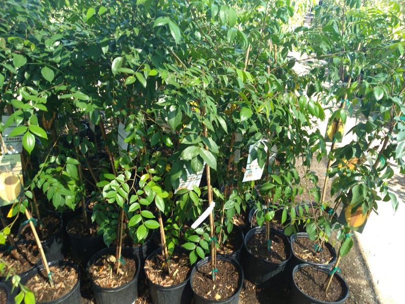Carambola Star Fruit Tree 3 Gallon Kari Variety Averrhoa carambola Sweet Citrus Flavor for Garden or Patio