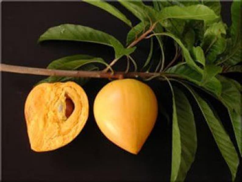 Canistel Tree - 3 Gallon Pot - Airlayered Tropical Fruit Plant - Pouteria campechiana - Perfect for Home Garden