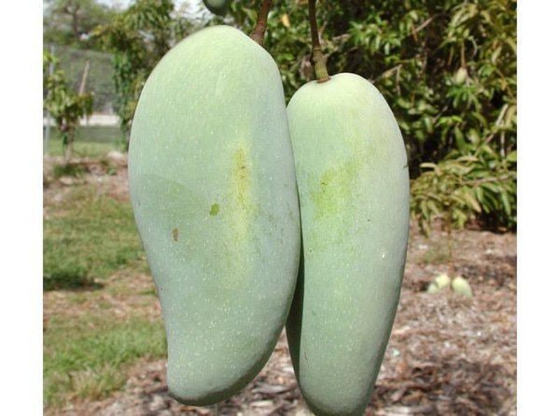 Grafted Mango Tree 3-4 ft Brahm Kai Meu Thai Green Sweet Mango Mangifera indica in 3-Gallon Pot