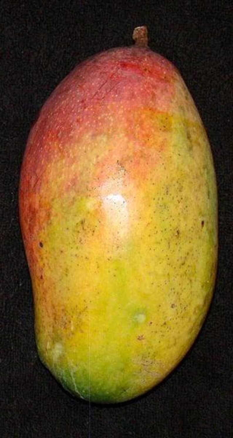 Valencia Pride Mango Tree - Live Plant 3 Gallon Pot - Mangifera indica - Tropical Fruit Tree - Sweet Fiberless Mangoes