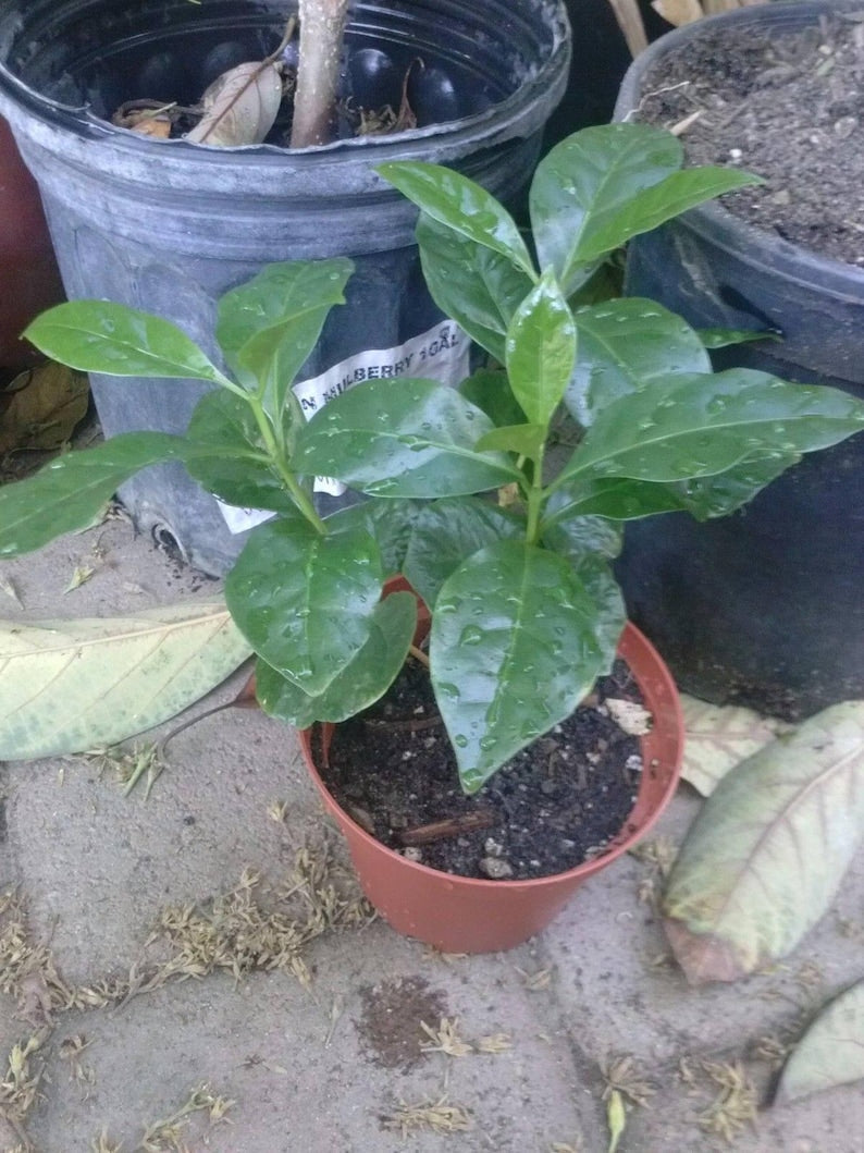 Coffee Bean Plant Set of 2-3 - 3" Pots - Coffea Arabica - Live Plants with Healthy Roots for Home or Garden