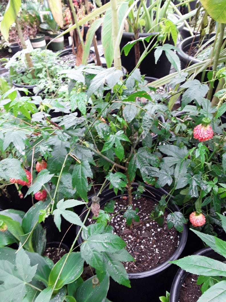Abutilon 'Tiger Eye' Flowering Maple Plant - 3 Gal Pot - Yellow Flowers with Red Veining - Abutilon hybrid - Live Plant